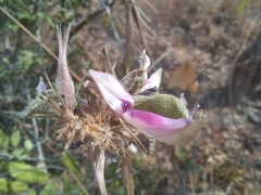 Eminia antennulifera