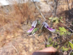 Eminia antennulifera