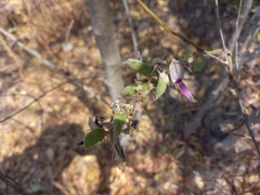 Eminia antennulifera