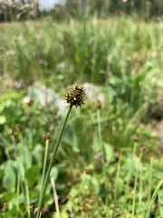 Carex illota