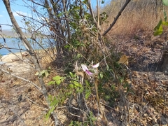 Eminia antennulifera