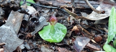 Corybas despectans