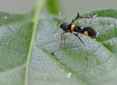 Stathmopodidae