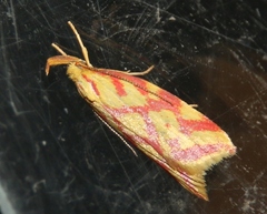 Hypercallia citrinalis