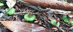 Corybas despectans