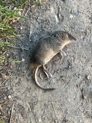 Sorex minutus