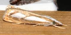 Catoptria permutatellus