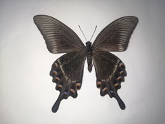 Papilio maackii