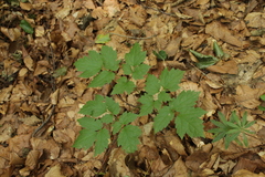 Actaea spicata