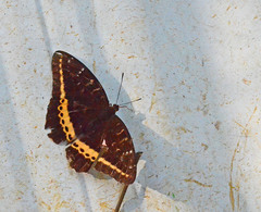 Lexias panopus