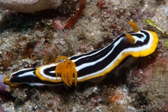 Chromodoris africana