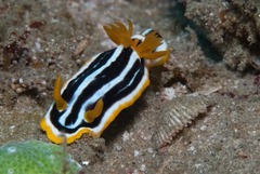 Chromodoris africana