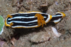 Chromodoris africana