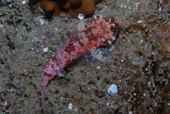 Synchiropus stellatus