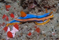 Chromodoris hamiltoni