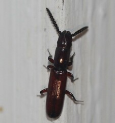 Taphroscelidia linearis