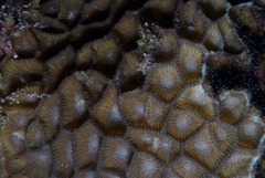 Paramontastraea peresi