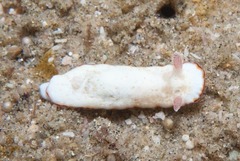 Verconia sudanica