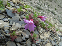 Epilobium nankotaizanense