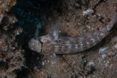 Gnatholepis cauerensis