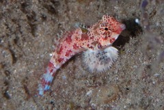 Synchiropus stellatus