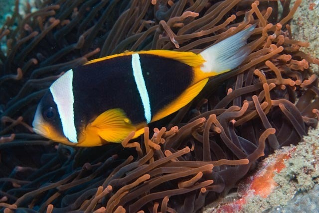 Allard's Anemonefish