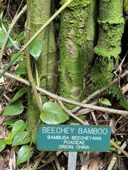 Bambusa beecheyana