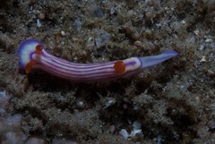 Hypselodoris maridadilus