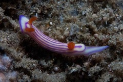 Hypselodoris maridadilus