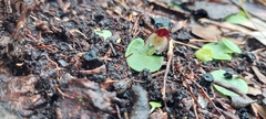 Corybas despectans