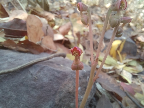 Euphorbia letouzeyana