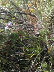 Galatella angustissima