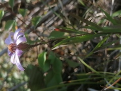 Galatella angustissima