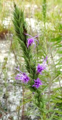Liatris aestivalis
