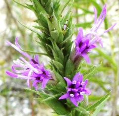 Liatris aestivalis