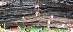 Cyrtostylis reniformis