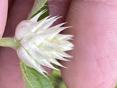 Gomphrena nitida