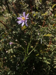 Galatella angustissima