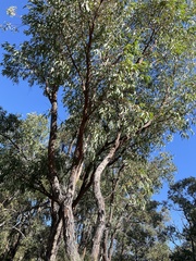 Eucalyptus marginata