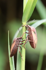 Chalcopis glandulosa