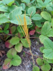 Arabis stelleri