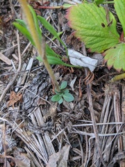 Arabis stelleri
