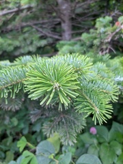 Abies sachalinensis