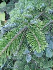 Abies sachalinensis