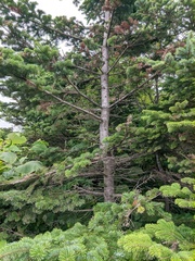 Abies sachalinensis