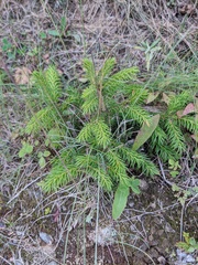 Picea jezoensis