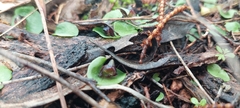 Corybas despectans