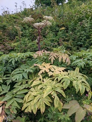 Angelica ursina