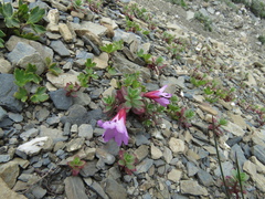 Epilobium nankotaizanense