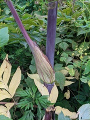 Angelica ursina